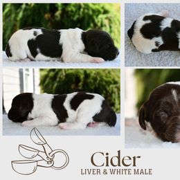 Cider - Liver and white male Brittany puppy in Hollidaysburg, Pennsylvania from Royal Flush Farms