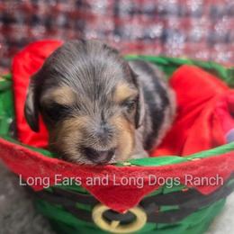 Stephen Boy 4 - Dapple male Dachshund puppy in Bigfork, Minnesota from Long Ears and Long Dogs Ranch