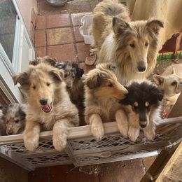 Collies from Belle Fleur Collies