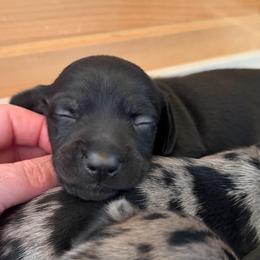Salem boy - Black male Dachshund puppy in Rutherfordton, North Carolina from Ziva's Friends