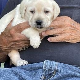 Labrador Retriever Puppies from Windbush