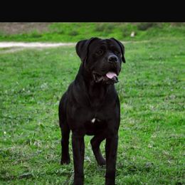 UNBREAKABLE - Cane Corso