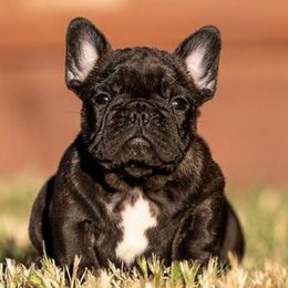 French Bulldogs from SanMiguelBulls