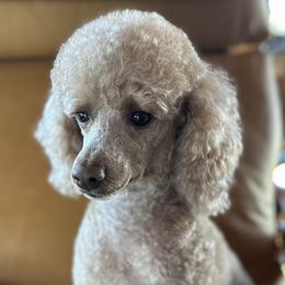 Lemmy - Poodle