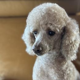 Lemmy - Poodle