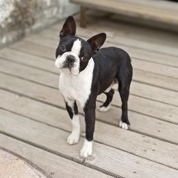 Moody - Boston Terrier
