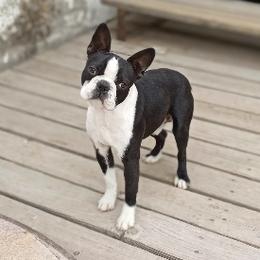 Moody - Boston Terrier