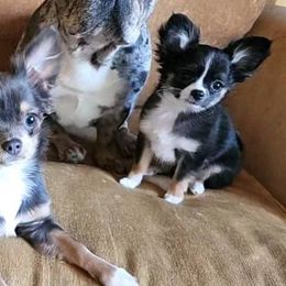 Chihuahua Puppies from Chosen Chihuahuas