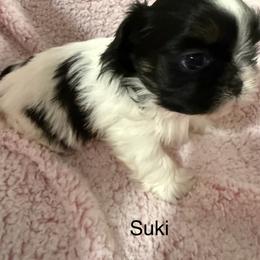 Suki - Black and white female Shih Tzu puppy in Jasper, Indiana from Jacob’s Spoiled Shih Tzu