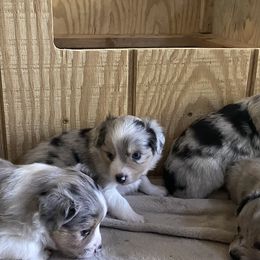 Miniature Australian Shepherd Puppies from Rolling Oaks Farm