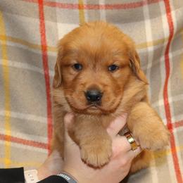 Rosemary - Dark golden female Golden Retriever puppy in New Weston, Ohio from Bertke AKC Golden Retrievers and Bernese Mountain Dogs