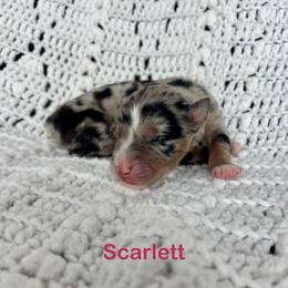 Scarlett - Blue merle female Australian Shepherd puppy in Blomkest, Minnesota from Meljestic Farms