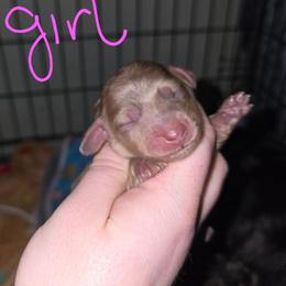 Charlotte (NKA Lara) - Dapple female Dachshund puppy in Windom, Minnesota from Aster Creek Dachshunds & Australian Shepherds