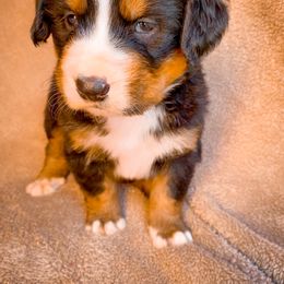 Bernedoodle, Bernese Mountain Dog, and Siberian Husky Puppies from Timberline Paws