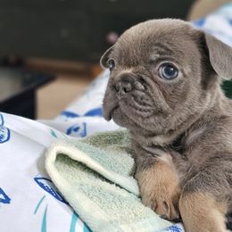 Boy 1 - Tricolors male French Bulldog puppy in Lake Mary, Florida from Top of the Line Frenchies