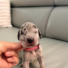 Dolley - Merle female Great Dane puppy in Plano, Texas from Blue Thunder Danes