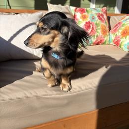 Oatis - Black and cream male Dachshund puppy in Biloxi, Mississippi from Southern Doxies Ms