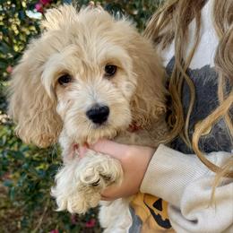 Bella Bay - Cream female Cockapoo puppy in Tallahassee, Florida from Panhandle Pups