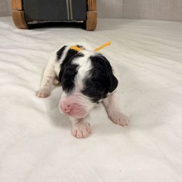 Dasher - Parti male Poodle puppy in Luana, Iowa from Country View Bernedoodles and Goldendoodles