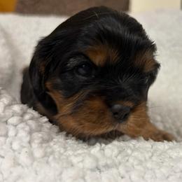 Sugar - Black and tan female Cavalier King Charles Spaniel puppy in Spokane, Washington from PJE Cavs and Poos
