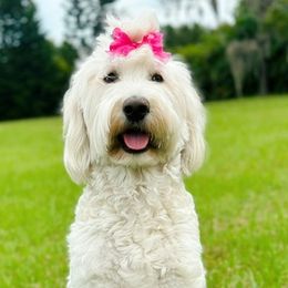 Birdie - Labradoodle