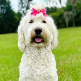 Birdie - Labradoodle