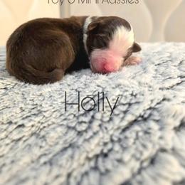 Holly - Red tri female Toy Australian Shepherd puppy in Bethany, Oklahoma from Donna's Toy & Mini Aussies