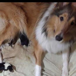 Penny - Collie
