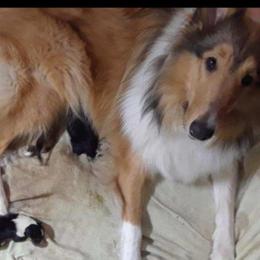 Penny - Collie