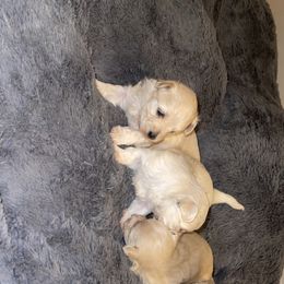 Maltipoo Puppies from Tosha Maltipoos