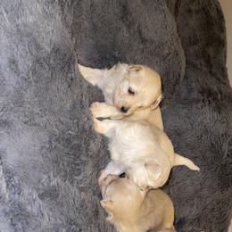 Maltipoo Puppies from Tosha Maltipoos