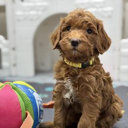 Yvette -Yellow collar female - Red  female Goldendoodle puppy in Yuciapa, California from AlltheDoodlez_