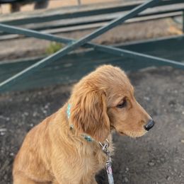 Gwin  - Golden Retriever