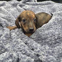 Boy 2 BRINDLE SMOOTH - Brindle male Dachshund puppy in Spanaway, Washington from 11 Oaks Kennels