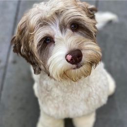 Luna - Australian Labradoodle