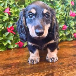 Maize 3500 - Cream male Dachshund puppy in Sylvania, Alabama from Yancey’s Doxies
