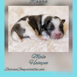 Reese - Silver male Havapoo puppy in Roseburg, Oregon from Sharon’s Sheepadoodle’s