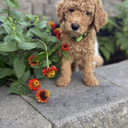 Goldendoodle Puppies from Deszy’s Goldendoodle Pups