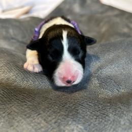 Parsnip - Black and white female Border Collie puppy in Franklin, Maine from Broad Meadow Borders