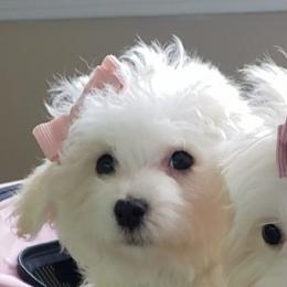 Nikita - White female Maltipoo puppy in Crestview, Florida from Little Cupcakes and Little Pumpkins Maltipoos