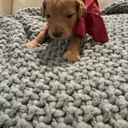 Zoodle - Goldendoodle puppy from Jax Doodles