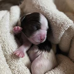 Boy 1 - Brown and white male Shichon puppy in Ronda, North Carolina from Willow River