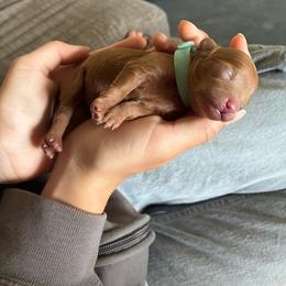 5th Pick (Willow) - Red female Cavapoo puppy in Marquand, Missouri from Perfectly Playful Doodles