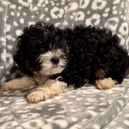 Marley - Tri-color male Bernedoodle puppy in Auburndale, Florida from Florida Mini Bernedoodles