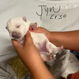 Jyn - White female West Highland White Terrier puppy in New Orleans, Louisiana from Amazing Grace Westies