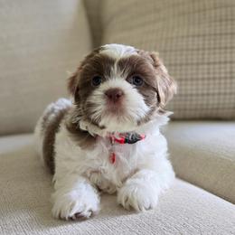 Poppy - Liver and white female Shih Tzu puppy in Republic, Missouri from Kolo House Shihtzus