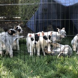 Australian Cattle Dog Puppies from Intermountain Australian Cattle Dogs