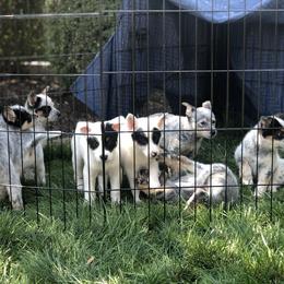 Australian Cattle Dog Puppies from Intermountain Australian Cattle Dogs