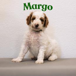 Margo - Parti female Goldendoodle puppy in College Station, Texas from Em & El Doodles