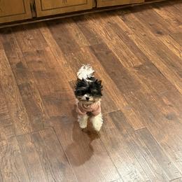 Kippy - Biewer Terrier